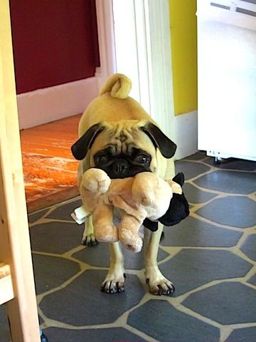 Pug standing on the floor with a stuffed toy in its mouth