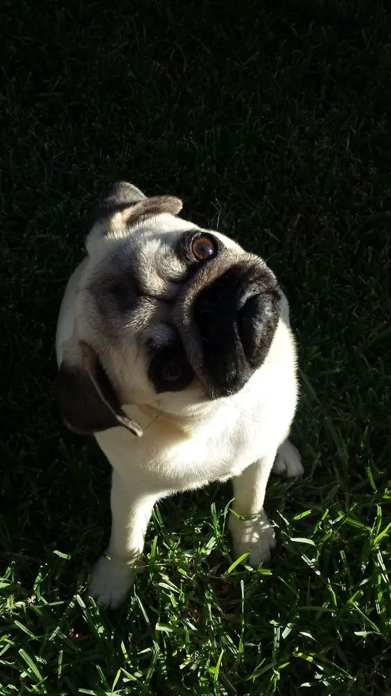 Pug sitting on the grass while looking up and tilting its head
