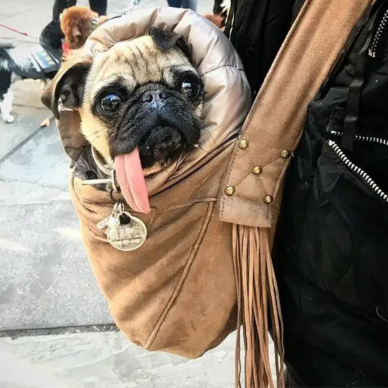 Pug inside a sling bag with its long tongue out