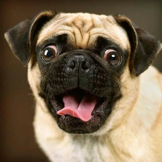 an excited face of a Pug