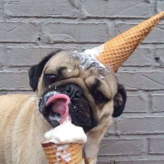 Pug licking ice cream with an ice cream cone stuck on top of its head