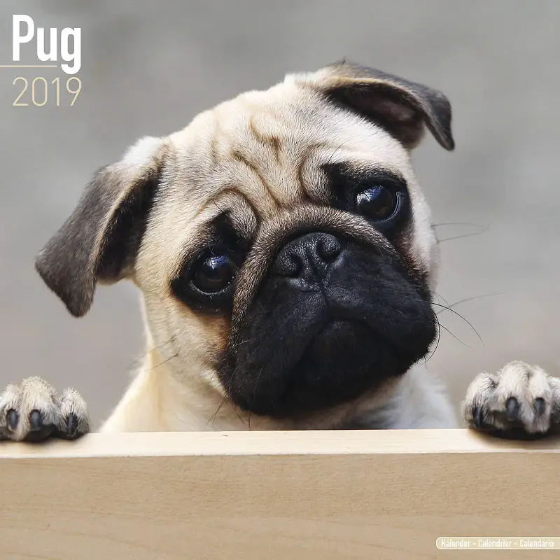 A 2019 Wall Calendar with Pugs face