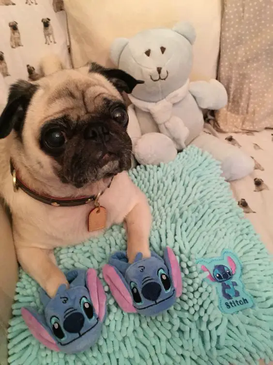 Pug lying down on the bed wearing a stitch slippers