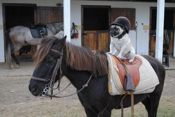 Pug wearing a helmet sitting on the back of the horse