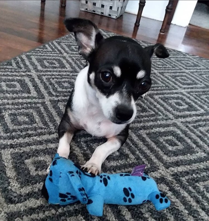 A Rat-Cha dog lying on the carpet with its chew toy