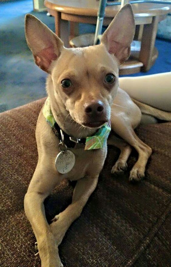 A Rat-Cha dog lying on the couch with its sad face