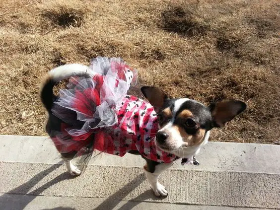 A Rat-Cha dog wearing aa red dress while standing on the pavement