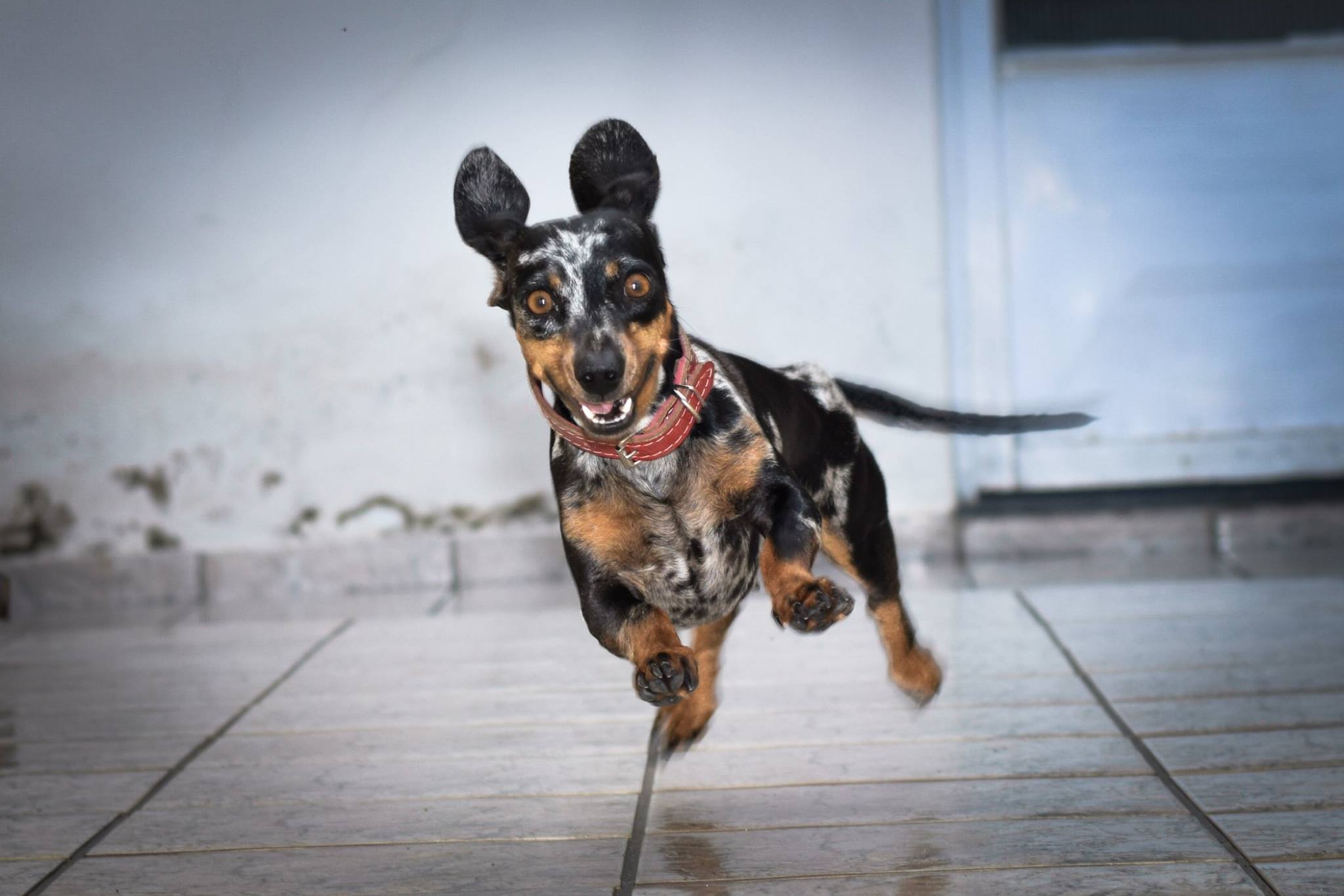 A Dachshund running with its happy face