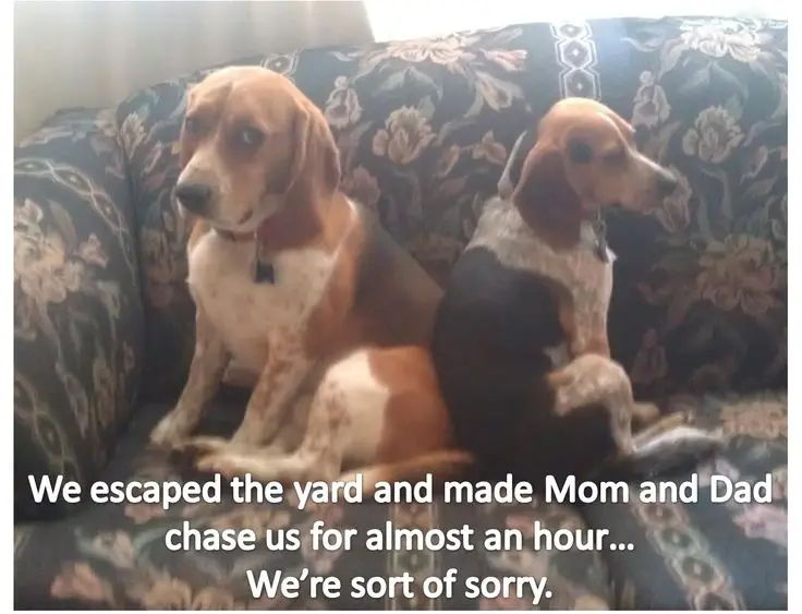 two Beagles sitting back to back on the couch with their sad faces photo with caption - we escaped the yard and made mom and dad chase us for almost an hour... we're not sorry.