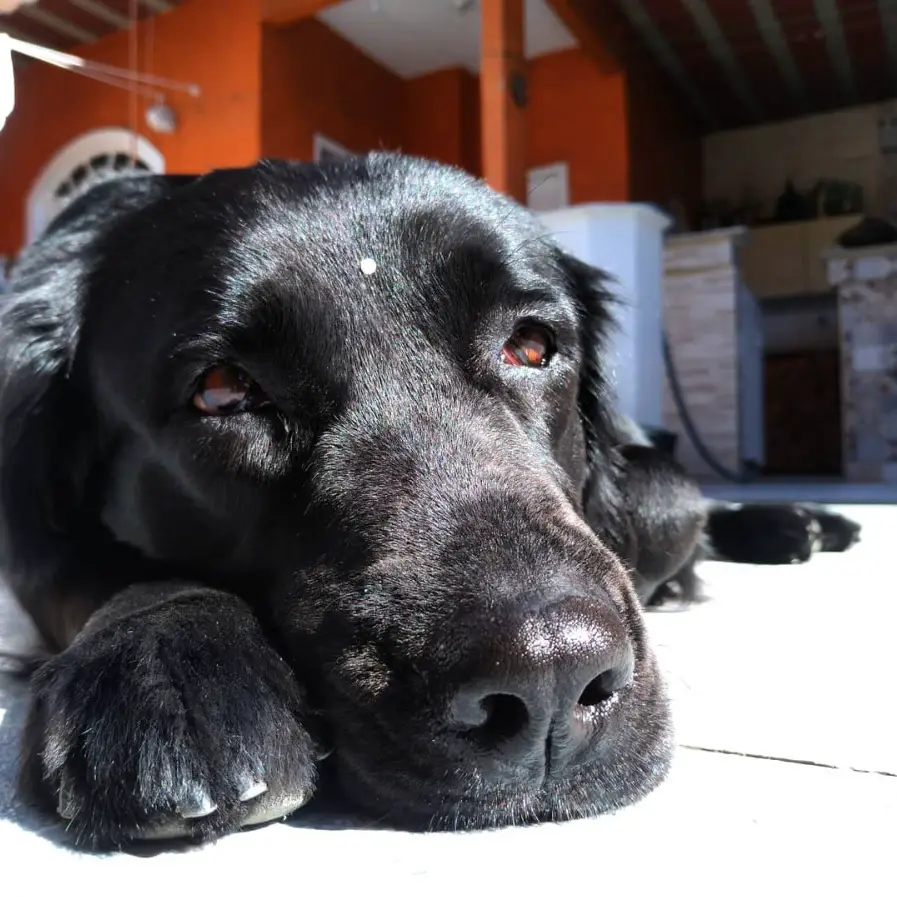 A Black Golden Retriever lying on the floor with its tired face