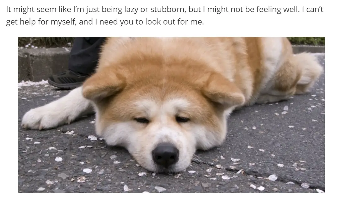 An Akita Inu lying on the pavement with its tired face photo with caption - It might see like I'm just being lazy or stubborn, but I might not be feeling well. I can't get help for myself, and I need you to look out for me.