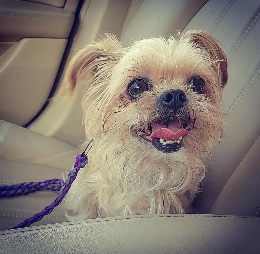 A ShiChi sitting on the passenger seat while smiling