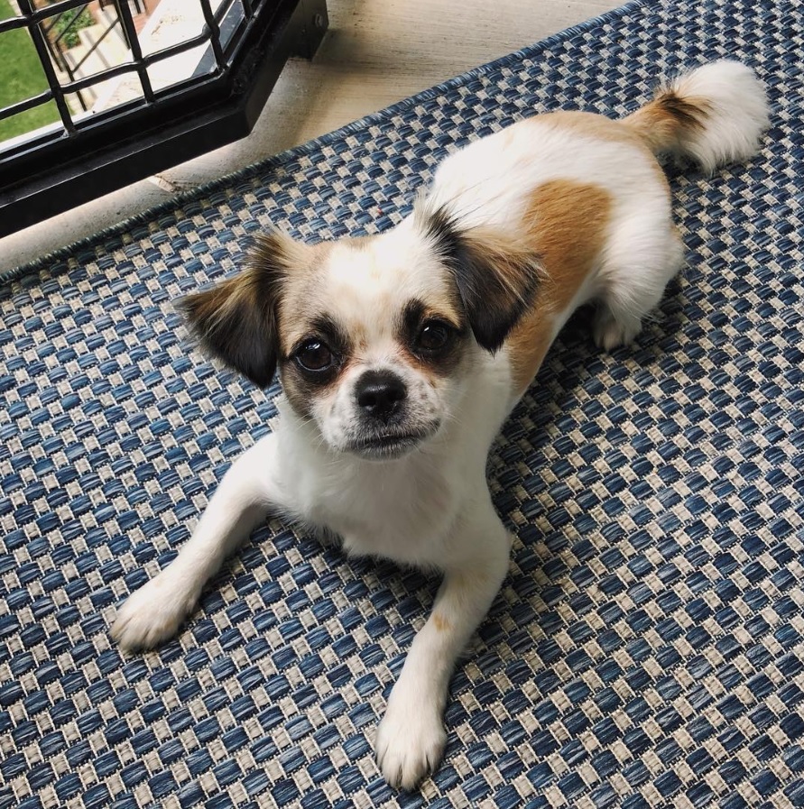 A ShiChi lying on the carpet in the balcony