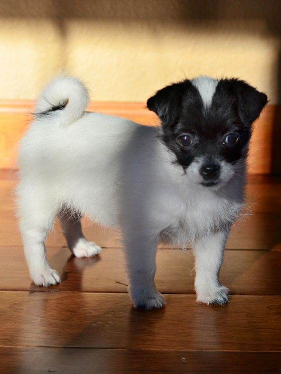 A ShiChi puppy standing on the floor