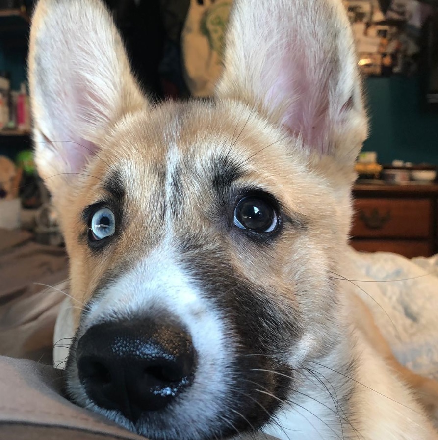 adorable face of a Horgi puppy on the couch