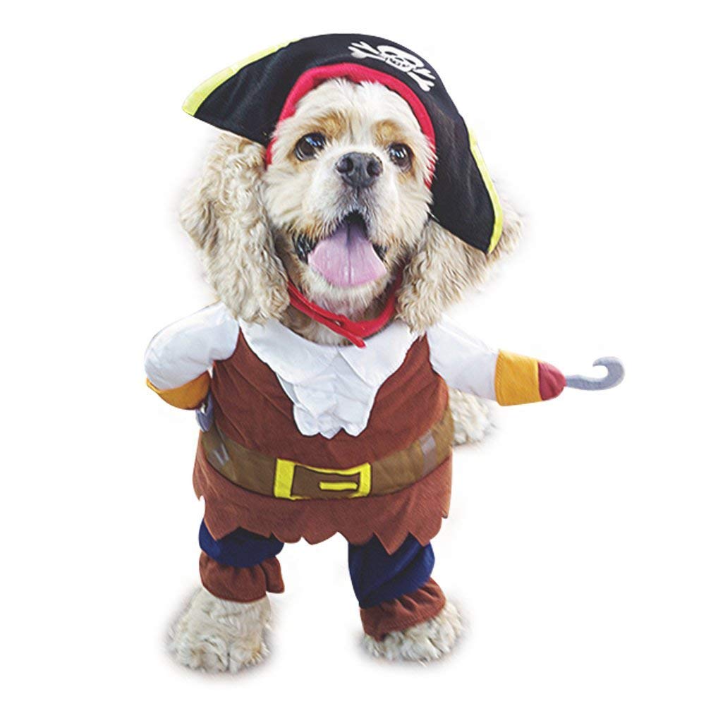 Small dog breed in an isolated white background wearing a Pirate Dog Costume