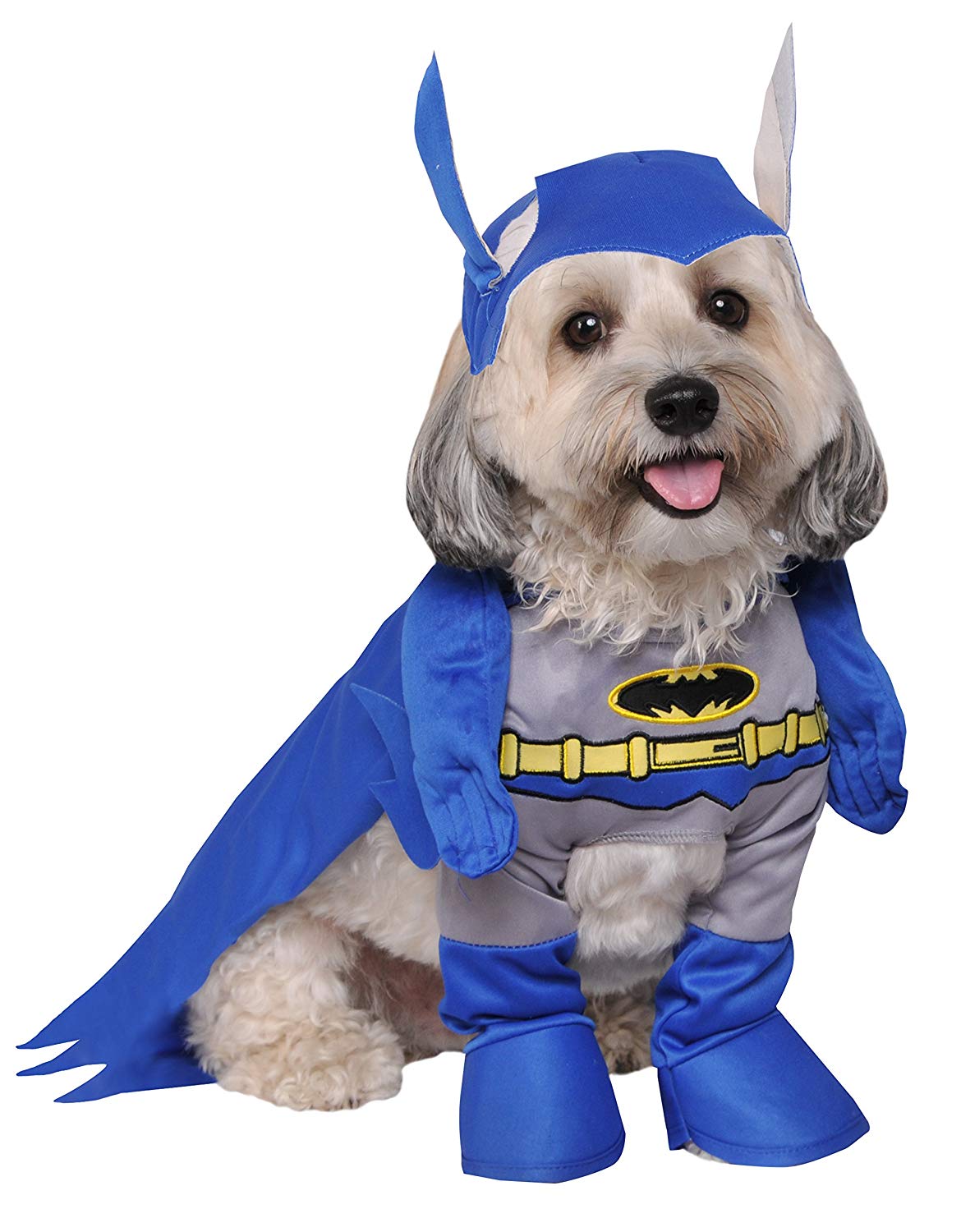 Maltese sitting in an isolated white background wearing a Batman Dog Costume
