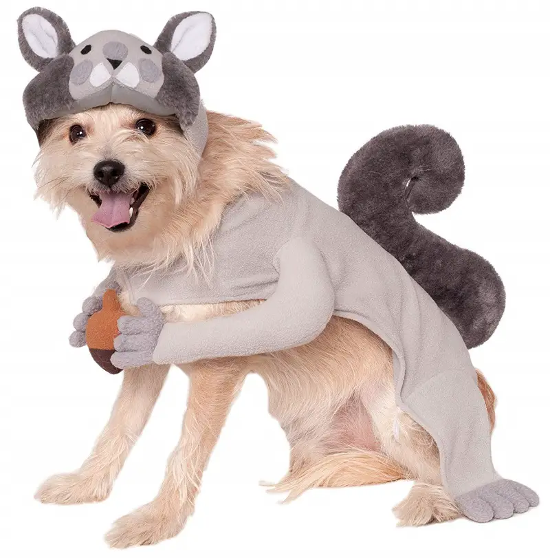 Small dog breed sitting in an isolated white background wearing a Squirrel costume