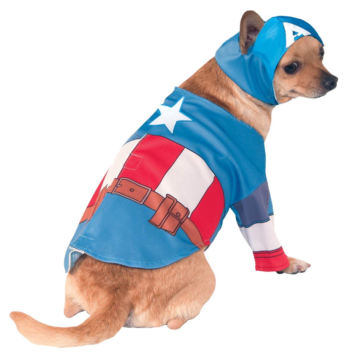Chihuahua in an isolated white background wearing a Captain America Costume