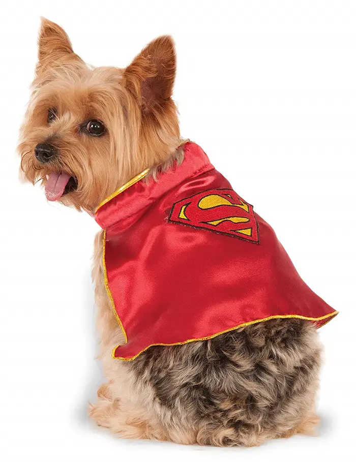 Yorkshire Terrier looking back while sitting in an isolated white background wearing a Super Girl Cape