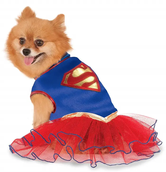 Pomeranian in an isolated white background wearing a Super Girl with tutu costume
