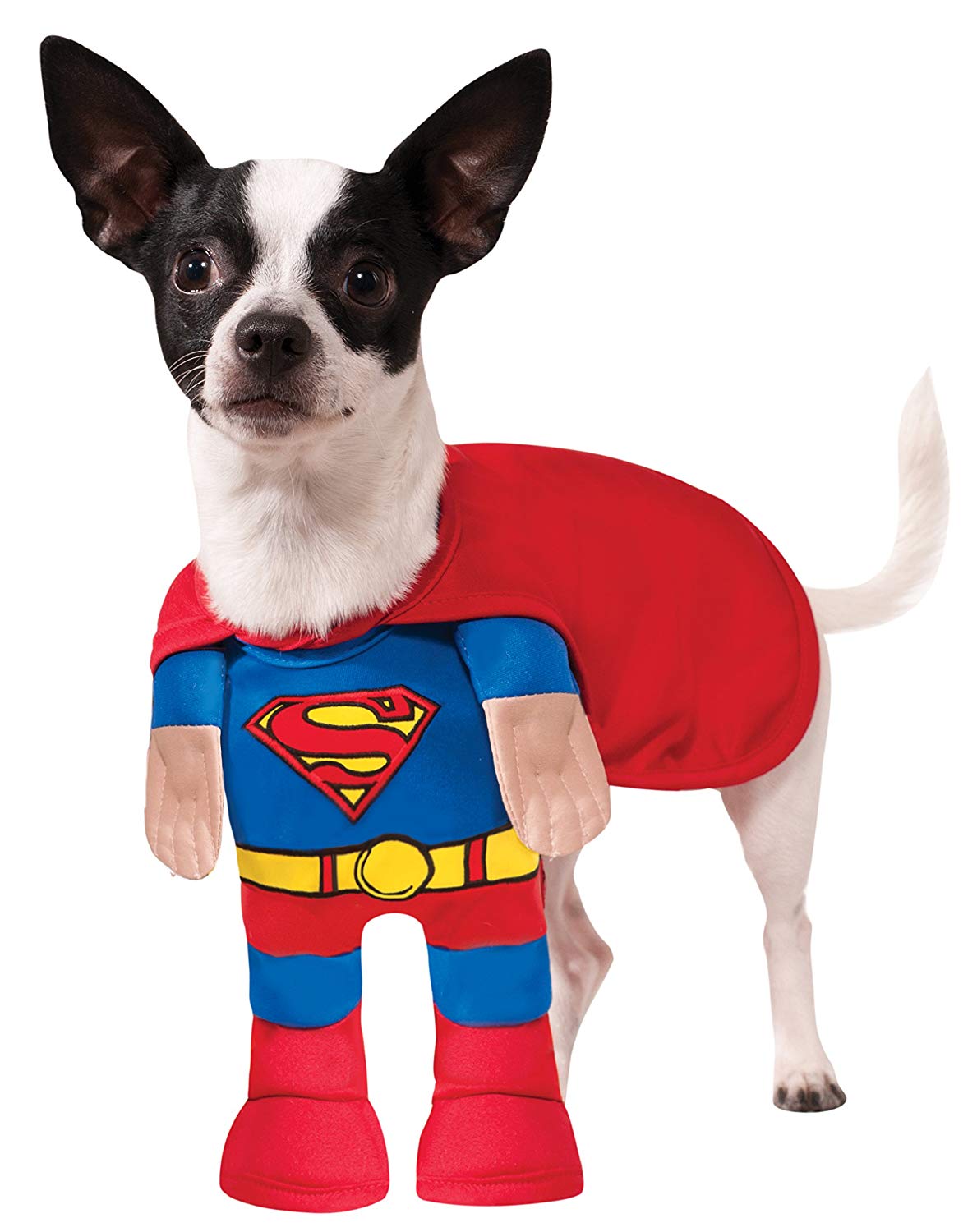 Chihuahua wearing a Superman Costume