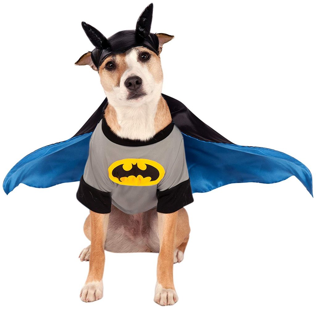 50 Best Small Dog Halloween Costumes – The Paws