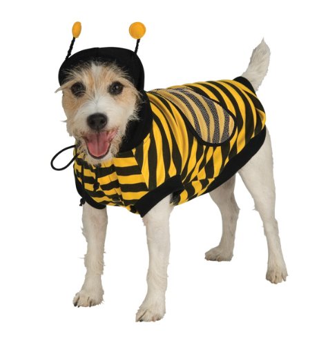 Jack Russel in an isolated white background wearing a Bumble Bee Dog Costume