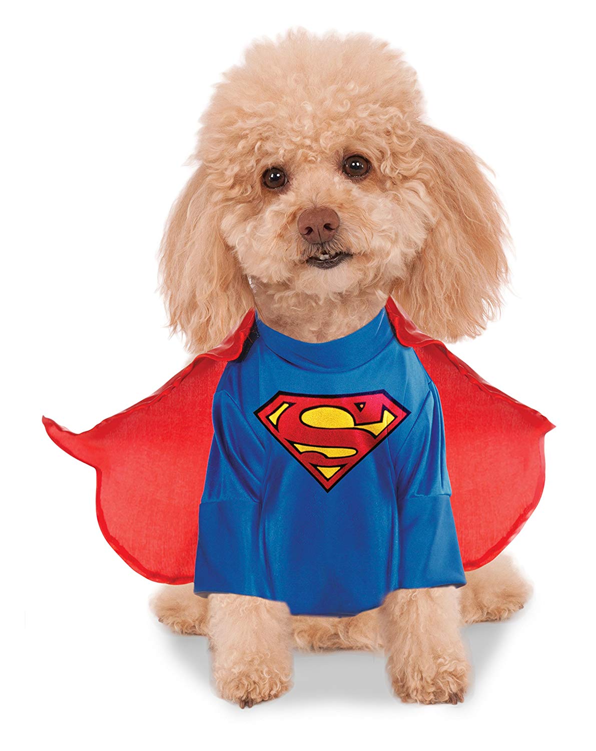 Small dog breed sitting in an isolated white background wearing a Superman Pet Costume