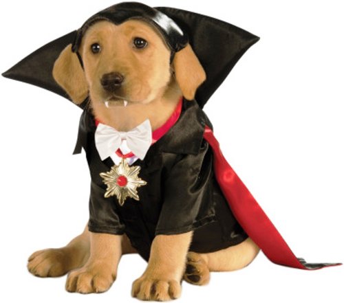 Labrador puppy in Dracula Dog Costume