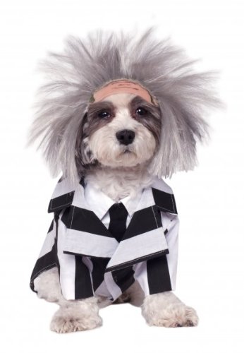 Small dog breed wearing a Beetlejuice Dog Costume