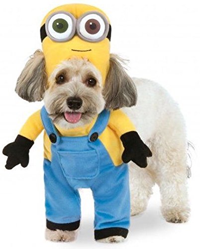 Small dog breed in an isolated white background wearing a Minion Bob Arms Dog Costume