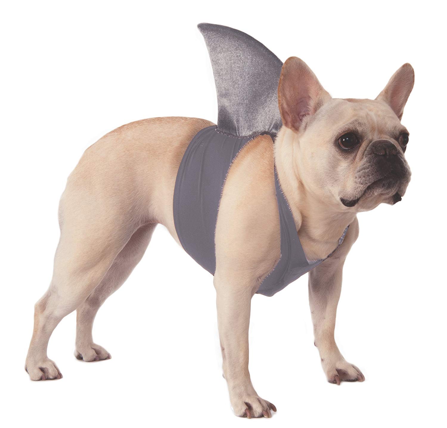 French Bulldog wearing a Shark Fin Costume
