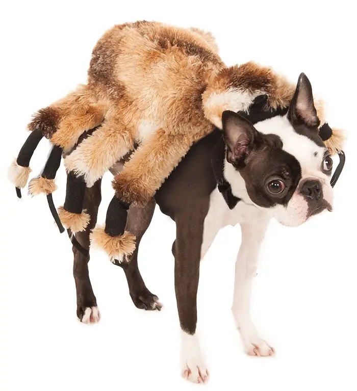 Boston Terrier in Giant Spider Dog Costume