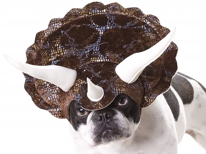 Boston Terrier wearing a Triceratops headpiece