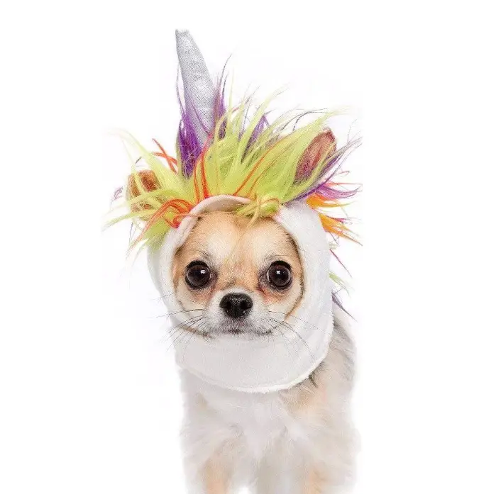 Chihuahua wearing a Unicorn headpiece