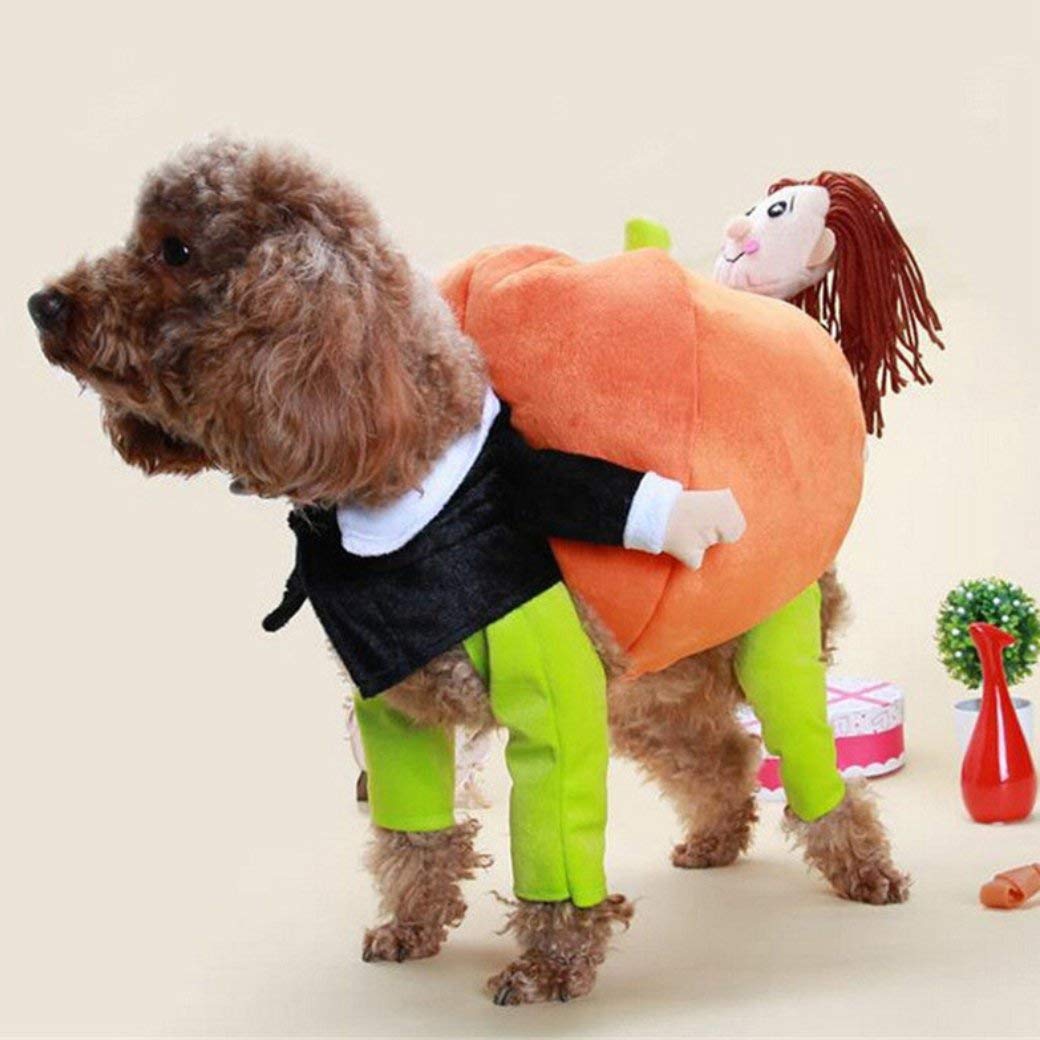 Small dog breed wearing a Carrying Pumpkin Dog Costume