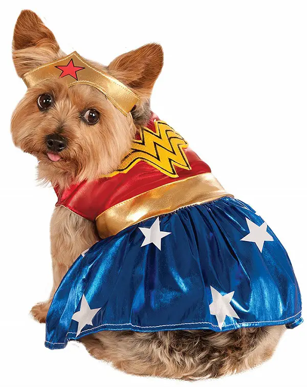Yorkie wearing a Wonder Woman Dog Costume