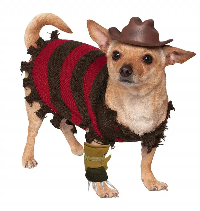 Chihuahua in Freddy Krueger Dog Costume