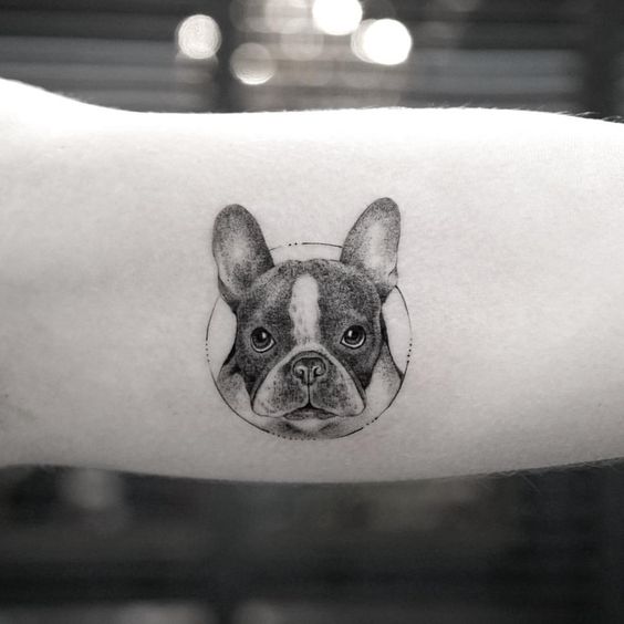 black and white face of french bulldog tattoo inside a circle tattoo on the forearm