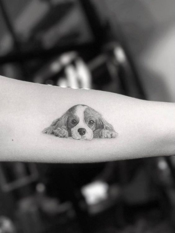 face of a border collie lying down tattoo on forearm