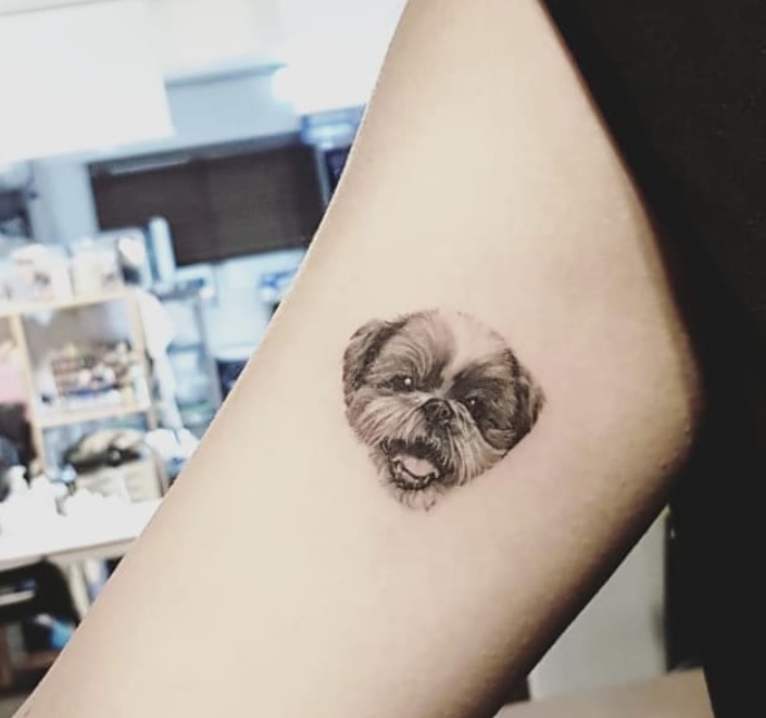 small face of small shih tzu dog tattoo on biceps