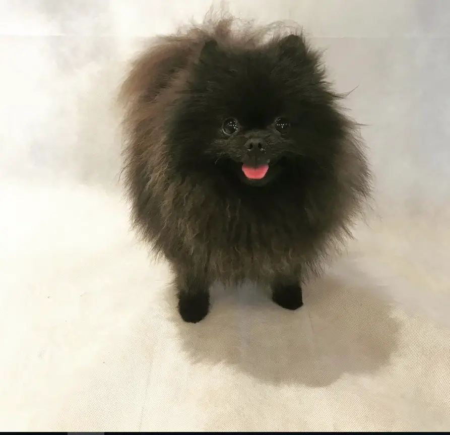 A brown Teddy Bear Pomeranian smiling with its tongue out