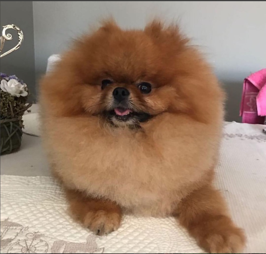 A Teddy Bear Pomeranian lying on the bed