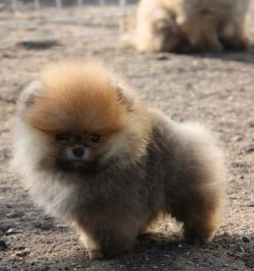 A Teddy Bear Pomeranian standing on the ground