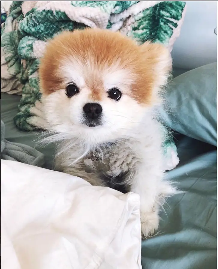 A Teddy Bear Pomeranian sitting on the bed