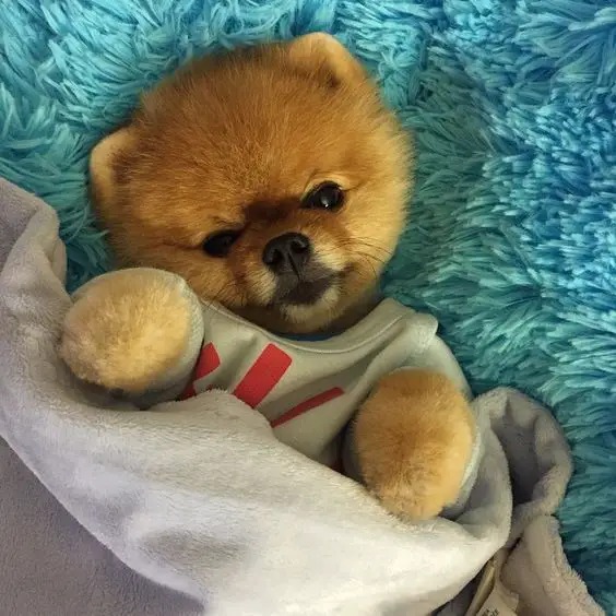 A Teddy Bear Pomeranian lying on the bed under the carpet