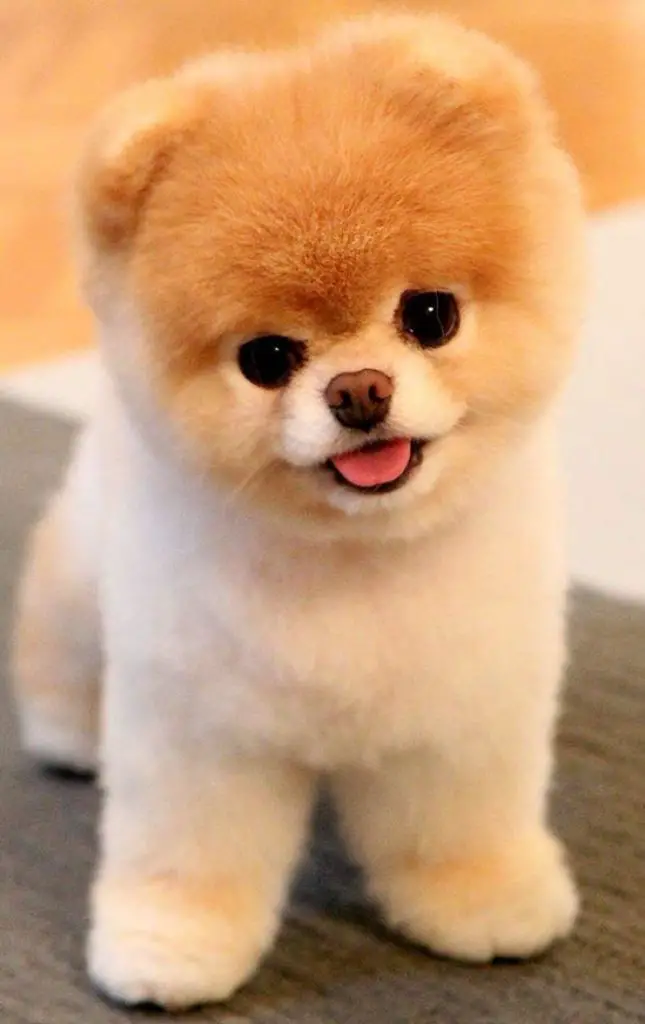 A Teddy Bear Pomeranian standing on the bed while smiling