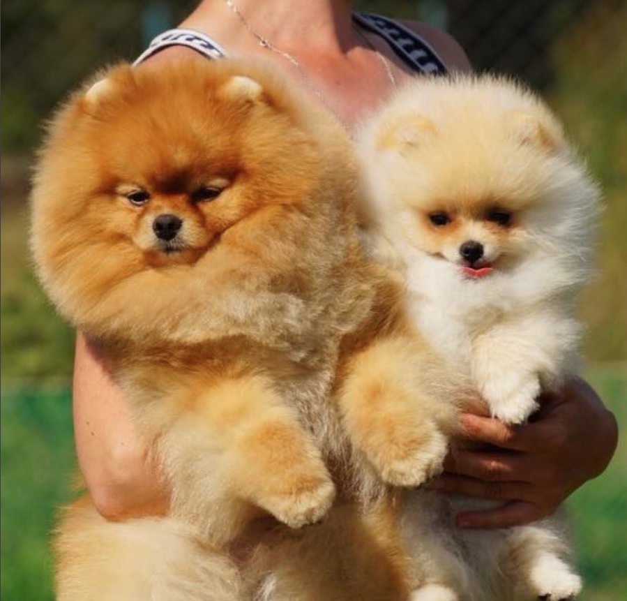 a woman carrying two Teddy Bear Pomeranians