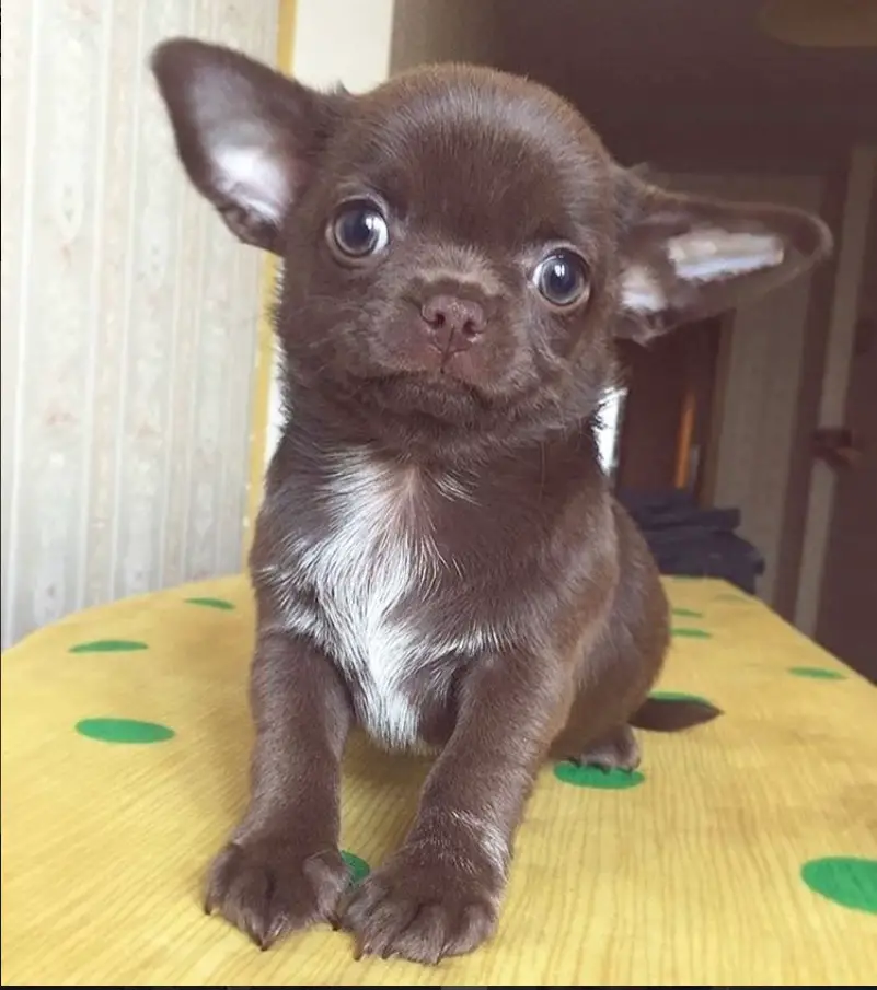 A chocplate Toy Chihuahua sitting on top of the table